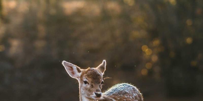 从单机到整线：集成化包装生产线规划与供应商管理要点 | BZDBZ包装解决方案