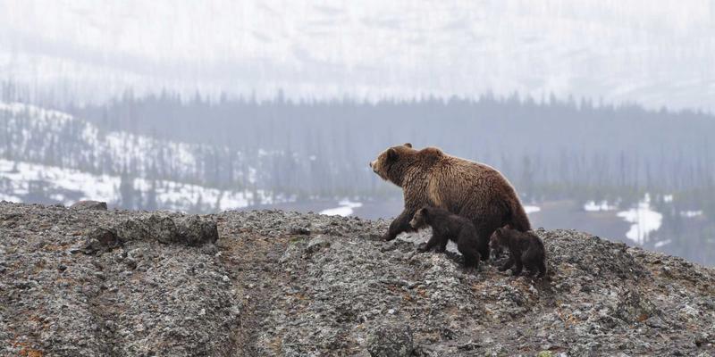 工业包装设备：自动化、材料与效率的现代融合