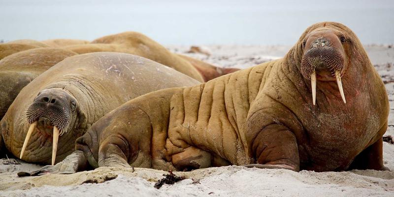 柔性包装生产线设计：BZDBZ解决方案如何应对多品种、小批量订单挑战